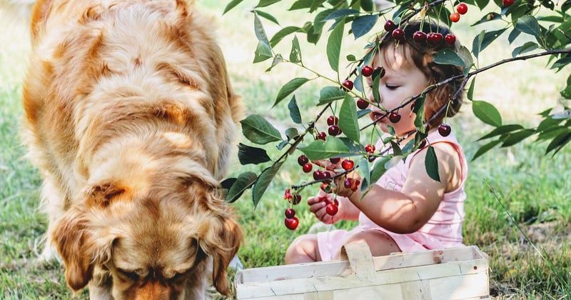 Le deuil d'un animal dans une famille : comment traverser cette épreuve ensemble