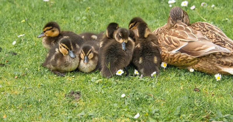 Accueillir un animal en famille : préparer les enfants avec sérénité