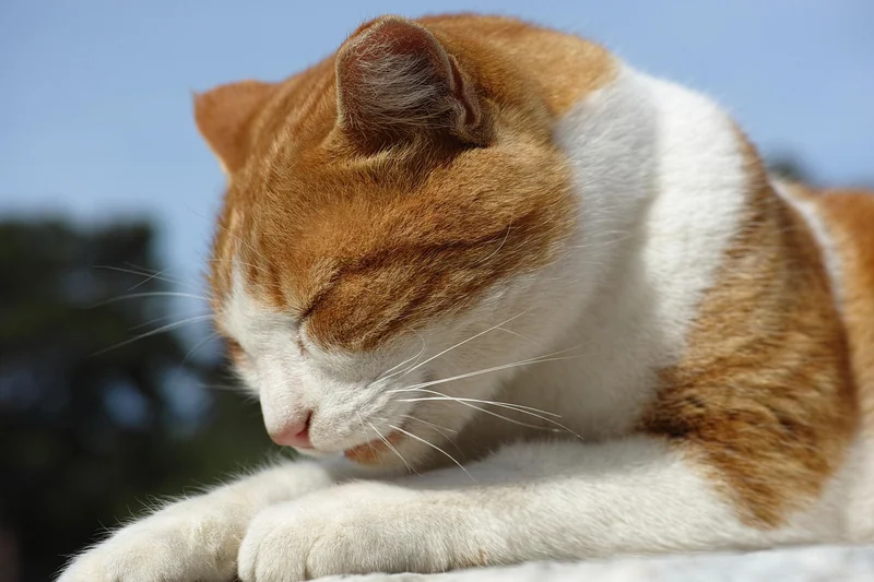 Environnement de sommeil : les réglages qui changent tout